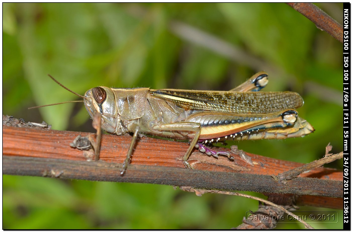 Eyprepocnemis plorans
